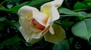 DSC01736