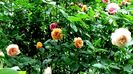 DSC01739
