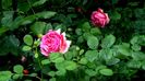 DSC01740
