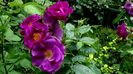Rhapsody in Blue