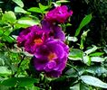 DSC01749