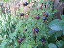 Single Cherry - macese