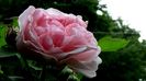 Eglantine