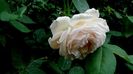 DSC01775