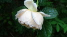 DSC01784