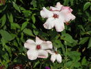 Dainty Bess