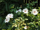 Jacqueline du Pres