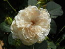 Sombreuil
