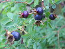 Single Cherry - macese