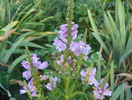 physostegia rosea