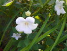 platycodon alb
