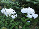 phlox David