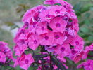 phlox Magical Dream