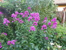 phlox de la mama