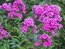 phlox de la mama