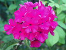phlox Starfire