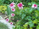 echinacea Pink Double Delight