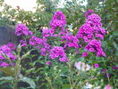 phlox de la mama