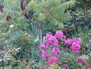 phlox Magical Dream