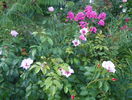 Bright as a button si phlox Magical Dream