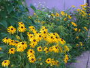 rudbeckia Goldsturm