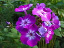 phlox Wilhelm Kesselring