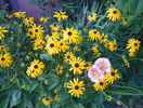 rudbeckia Goldsturm