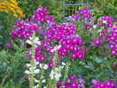 phlox Peacock Purple Bicolor