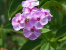 phlox Picasso