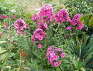 phlox Magical Dream