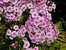 phlox Flamingo