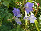 campanula persicifolia