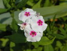 phlox Graf Zeppelin