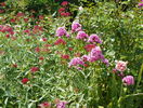 centranthus ruber si phlox Babyface