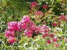 centranthus ruber