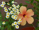 hibiscus Cairo Apricot si tanacetum