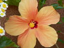 hibiscus Cairo Apricot