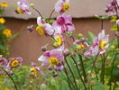 anemone hupehensis