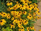 rudbeckia Goldsturm