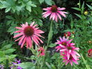 echinacea Hot Summer