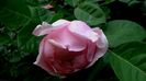 Brother Cadfael