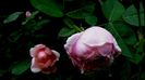 DSC01769