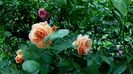 DSC01770