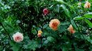 DSC01771