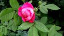 DSC01780
