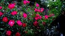 DSC01877