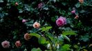 DSC01880