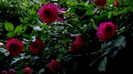 DSC01884