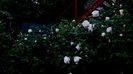 DSC01901
