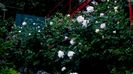 DSC01902